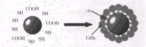 荧光量子点包裹磁性纳米颗粒产品介绍QDs@Fe3O4